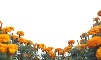 Lush vibrant marigold flowers with bright orange petals blooming in garden against transparent background creating natural border