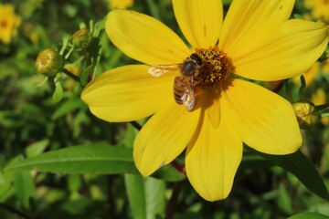 Bee on bidens aristosa flower in Florida nature, closeup
