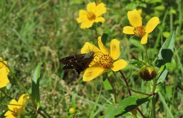 Long-tailed butterfly on Bidens aristosa flowers in Florida nature, closeup