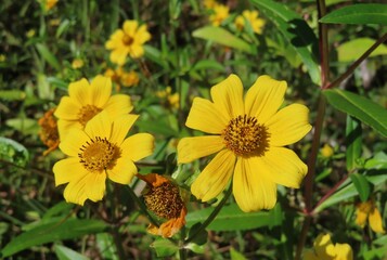 Bidens aristosa flowers in the meadow in Florida nature,  closeup