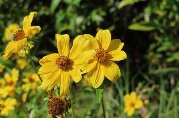 Bidens aristosa flowers in the meadow in Florida nature,  closeup