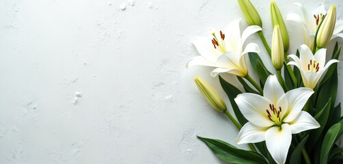 White lilies bloom on light textured surface, providing serene backdrop for messages. Elegant floral composition offers peace and remembrance. Gentle petals suggest calm and sympathy.