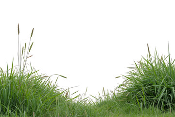 Vibrant green grass with various seed heads creates a natural and expansive bottom border against a transparent background, suitable for diverse design applications