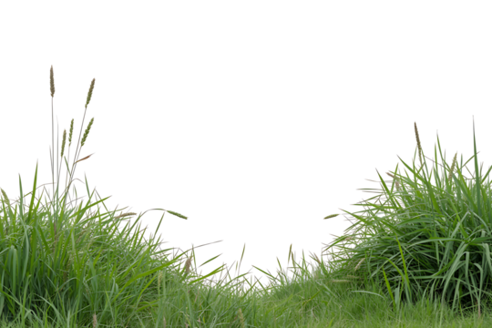 Vibrant green grass with various seed heads creates a natural and expansive bottom border against a transparent background, suitable for diverse design applications
