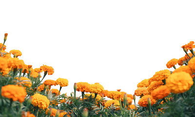 Vibrant orange marigold flowers with lush green foliage blooming in a garden on transparent background forming a bottom frame