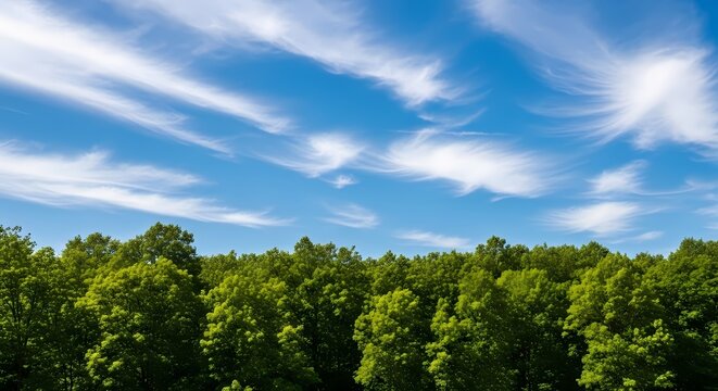 Vast Blue Sky with Wispy Clouds Over Lush Green Forest Canopy