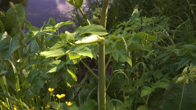 A close-up vertical panorama reveals the stem, leaves, and flower head of Heracleum sibiricum growing wild along a shaded riverbank in midsummer bloom.