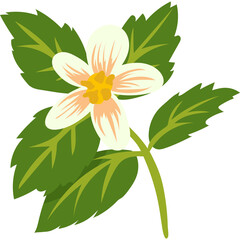 Delicate White Flower with Green Leaves on Transparent Background Simple Botanical Illustration