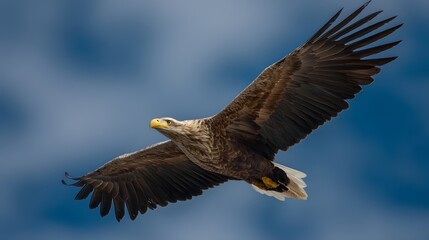 Fototapeta premium Large predatory bird soars with outstretched wings against a bright blue sky