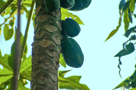 Close-up of green, unripe papayas growing on a vibrant tree trunk under a clear sky in India, captured from a low angle.