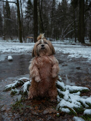 shih tzu dog stands on a slushy road in a park in winter