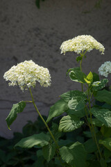 Garden hydrangea (Hydrangea macrophylla).