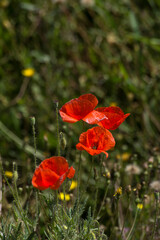 Poppy (Papaver rhoeas).