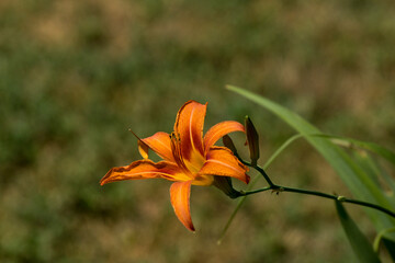Red daylily (Hemerocallis fulva).