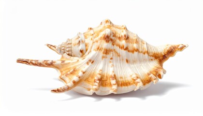 Obraz premium A Spiny Seashell on White—Celebrating Marine Intricacy, Natural Armor, and the Sculptural Beauty of Ocean Life Preserved in a Textured, Timeless Form That Echoes the Depths of Coastal Wonder