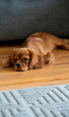 Cavalier King Charles puppy at home near the sofa.