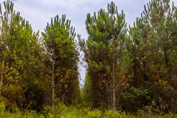 For&ecirc;t de Pins des Landes sur la commune de Parentis-en-Born en France