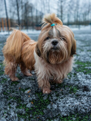shih tzu dog stands on the road in a park in winter