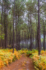 Forêt de Pins des Landes sur la commune de Parentis-en-Born en France