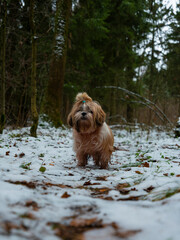 shih tzu dog stands on the road in a park in winter