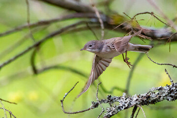 Common whitethroat