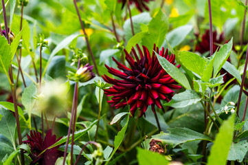 Fototapete bei efototapeten.de bestellen   