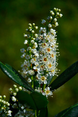 kwitnąca laurowisnia odmiana 'Otto Luyken', Prunus laurocerasus, karłowa odmiana laurowiśni, Prunus laurocerasus Otto Luyken, cherry laurel, common laurel, cherry laurel on a blurred green backgroun	