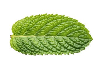 Single green mint leaf isolated on transparent background