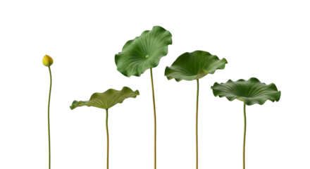 Delicate green lotus leaves and bud ascending from dark water against a deep black background