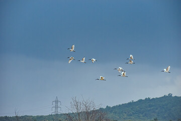 A flock of Black-headed Ibises soars across a clear blue sky over distant green hills in India. A power line structure grounds the dynamic composition.