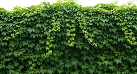 Lush green ivy covering a wall with hanging vines and dark background