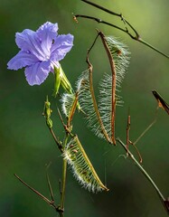 Fototapeta premium Delicate Purple Flower and Seed Pods in Natural Light.