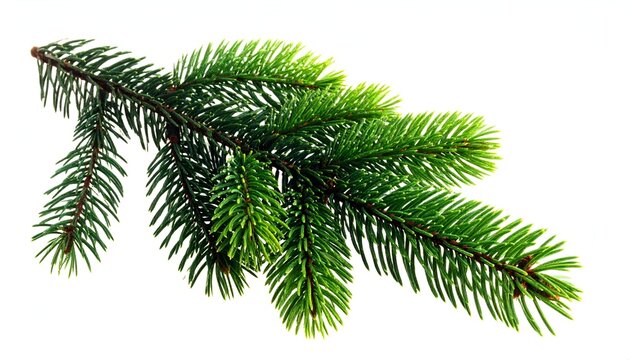 Detailed close-up shot of vibrant green evergreen branch against a clean white backdrop