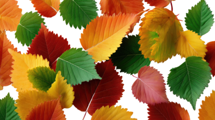 Autumn Leaves: A vibrant collage of autumn leaves in various warm hues creates a captivating display of natural beauty.