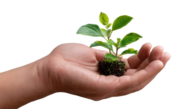 Nurturing Life: A close-up shot of a nurturing hand gently cradling a delicate seedling, symbolizing growth, care, and the preciousness of life.