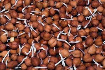 Macro close-up of healthy sprouted brown chickpeas, commonly known as Kala Chana, full-frame on an indoor setting in India, highlighting nutrition.