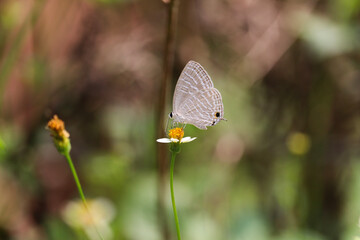 Common Cerulean butterfly on a flower