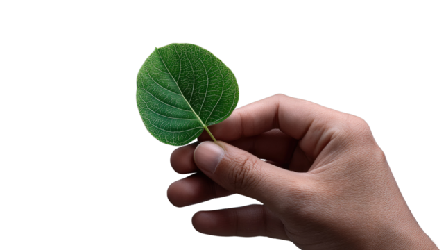 Leaf in Hand: A close-up shot of a hand delicately holding a single, vibrant green leaf, highlighting the intricate details of nature's design.