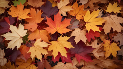 Fototapeta premium colorful autumn leaves