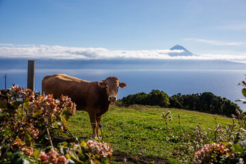 São Jorge island landscapes, Azores archipelago, travel and explore Portugal.