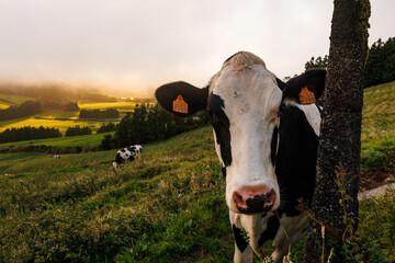 São Jorge island landscapes, Azores archipelago, travel and explore Portugal.