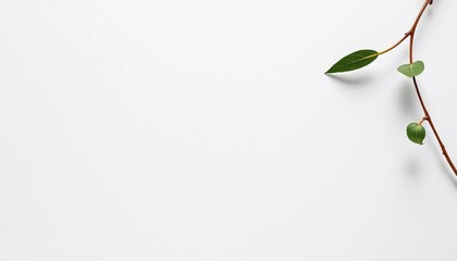 Clean, unblemished white cardboard surface, subtly textured,   clean background,  matte