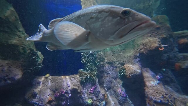 poisson en gros plan effet fisheye 
