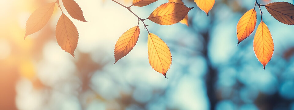 Beautiful yellow red and orange leaves in an autumn park on a br