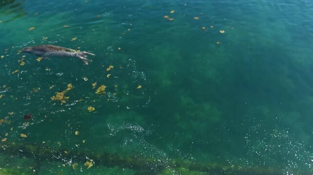 lion de mer sur la c&ocirc;te, vue de dessus