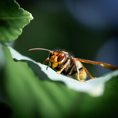 Macro Hornet on Leaf in Natural Light

Close-up macro photograph of a hornet perched on a green leaf, showing sharp anatomical detail a suitable for nature, science, and education purposes.