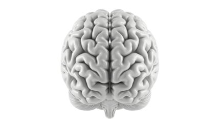 Strikingly detailed human brain anatomy, a symbol of intelligence, thought, and complex cognition for medical and scientific concepts.
