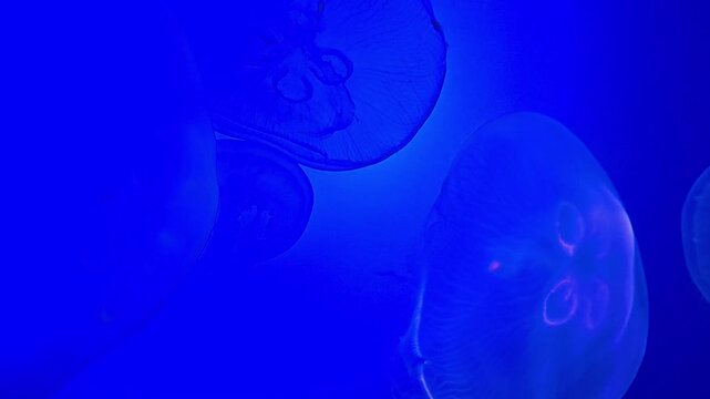 M&eacute;duses translucides et bioluminescentes sur fond bleu