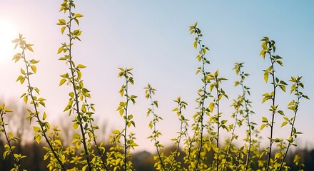 delicate spring branches of various lengths arranged randomly, open airy composition with calm negative space, young light-green leaves