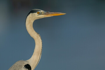 great blue heron